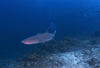 Sipadan Island, Sabah, Borneo, Malaysia: Whitetip Reefshark hunting -  Triaenodon Obesus - photo by S.Egeberg