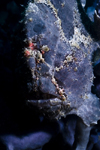 Mabul Island, Sabah, Borneo, Malaysia: Blue Giant Frogfish - Antennarius Commersoni - photo by S.Egeberg