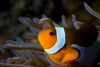 Mabul Island, Sabah, Borneo, Malaysia: face of Western Clownfish and its host sea anemone - Amphiprion ocellaris - photo by S.Egeberg