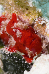 Mabul Island, Sabah, Borneo, Malaysia: Red Painted Frogfish - Antennarius Pictus - photo by S.Egeberg