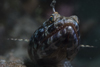 Mabul Island, Sabah, Borneo, Malaysia:Reef Lizardfish - Synodus Variegatus - photo by S.Egeberg