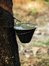 rubber tree - Hevea brasiliensis - Latex being collected, Langkawi, Malaysia. photo by B.Lendrum