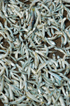 Fishing industry, fish drying in the sun - detail, Pulau Pangkor Island, Malaysia. photo by B.Lendrum