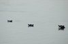 Liwonde National Park, Southern region, Malawi: three hippos - eyes, ears, and nostrils above the water - Hippopotamus amphibius - photo by D.Davie