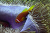 Maldives Underwater Orange Clownfish and Anemone (photo by B.Cain)