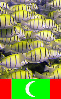 Maldives Underwater School of Yellow grunts (photo by B.Cain)