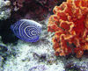 Maldives Underwater Korean Angelfish with red coral (photo by B.Cain)