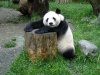 China - Sichuan Province: Giant panda / Ailuropoda melanoleuca - Wolong Scientific Center for Panda Research and Preservation, in the mountains near Chengdu (photo by  G.Frysinger)