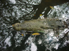 Mexico - Villahermosa - Parque-Museo La Venta: crocodile in the water (photo by A.Caudron)