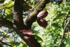 Mexico - Finca Cholula (Tabasco): cocoa plantation and chocolate factory  (photo by Galen Frysinger)