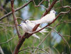 Midway Atoll - Sand island: White (Fairy) tern - birds - fauna - wildlife - photo by G.Frysinger