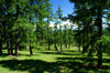 Khvsgl province, Mongolia: pine tree forest, on the way to Khvsgl Nuur / lake - photo by A.Ferrari