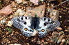 Khvsgl lake / Nuur, Khvsgl province, Mongolia: butterfly, in the mountains surrounding the lake - photo by A.Ferrari