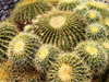 Morocco / Maroc - Marrakesh: Jardin Majorelle / Majorelle gardens - cactus - photo by J.Kaman