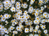 Morocco / Maroc - Rabat: daisies - flowers - Chellah garden - photo by J.Kaman