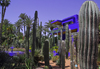 Marrakesh - Morocco: Majorelle Gardens - cactae - photo by Sandia