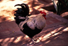 Ilha de Moambique / Mozambique island: galo / cock - rooster - Gallus gallus - photo by F.Rigaud