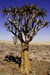 Erongo region, Namibia: Quiver yree, typical of Namibia - on the way to Swakopmund - photo by Sandia