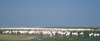 Namibia: Walvis Bay: flamingos on the beach - wildlife - photo by J.Banks