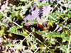 Namibia - Fish River Canyon / Visrivier Canyon: beetle - photo by J.Stroh