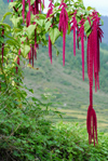 Nepal - Langtang region - typical flowers of Langtang area - photo by E.Petitalot