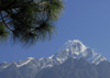 Nepal - Langtang region - a pine tree in front of mountain landscape - Langtang NP - photo by E.Petitalot