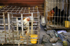 Kathmandu, Nepal: chicken in cages - market scene - photo by W.Allgwer