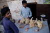 Kathmandu, Nepal: butcher - chicken sold in the streets - photo by G.Koelman