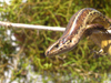 New Zealand - Copper skink - photo by Air West Coast