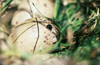 New Zealand - Pukeko egg cracking - Purple Swamphen - Porphyrio porphyrio - photo by Air West Coast