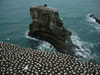 New Zealand - North Island - Muriwai beach, Auckland region: Gannett Colony - photo by M.Samper