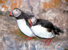 Norway / Norge - Finnmark coast: puffins on the rocks (photo by Juraj Kaman)