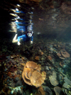 Palau: snorkler and coral reef - underwater image - photo by B.Cain