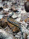 Palau: striped sea snake - underwater image  - photo by B.Cain