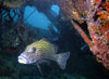 Palau: grouper in wreck - underwater image - photo by B.Cain