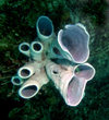 Palau: tube sponges - underwater image - photo by B.Cain