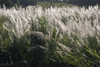 Panama Canal: Saccharum spontaneum, also known as 'paja blanca' - Canal banks - photo by H.Olarte