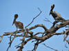 Panama City / Ciudad de Panama: Amador causeway - pelicans on a tree - fauna - photo by M.Torres