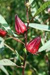 El Valle de Anton, Cocle province, Panama: flowers of a roselle plant, Hibiscus sabdariffa - photo by H.Olarte