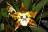 El Valle de Anton, Cocle province, Panama: Huntleya meleagris orchid, also known as Dotted-Like A Guinea Fowl or Avis meleagris - photo by H.Olarte