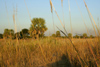 Paraguay - Presidente Hayes department: vegetation - Gran Chaco - photo by A.Chang