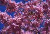 Presidente Hayes department, Paraguay: inflorescences of a Pink Lapacho tree, Tabebuia impetiginosa aka ip-rosa or piva, Remanso Castillo - photo by A.Chang