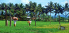 Philippines - rice harvesting - agriculture - photo by B.Henry