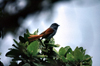 Reunion / Reunio - Terpsiphone bourbonnensis - Mascarene Paradise Flycatcher - Tchitrec des Mascareignes - photo by W.Schipper