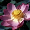 Russia - Krasnodar kray: lotus flower with small fruit - Nelumbo nucifera (photo by Vladimir Sidoropolev)