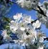 Russia - Krasnodar kray: spring - peach flowers (photo by Vladimir Sidoropolev)