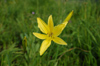 Russia - Altai republic, near village Maima, mountain Chertov palec (Devil's finger) - yellow flower - photo by M.Kazantsev