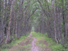 Russia - Solovetsky Islands: Nordic nature - path in the forest - photo by J.Kaman