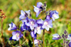 Wrangel Island / ostrov Vrangelya, Chukotka AOk, Russia: wild flowers - photo by R.Eime