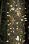 Mt Scenery trail, Saba: trunk with spikes - tropical forest - Ceiba speciosa - Floss Silk Tree on the hiking trail - photo by M.Torres